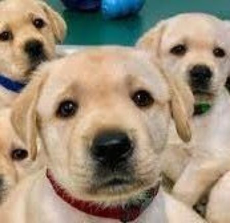 Picture for category Dogs