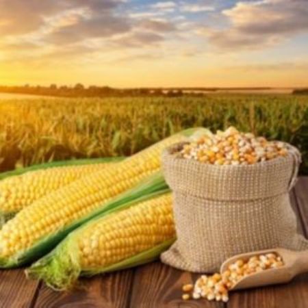 Picture for category Seeds