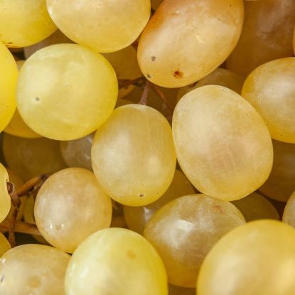 Picture of WHITE GRAPES PUNNET