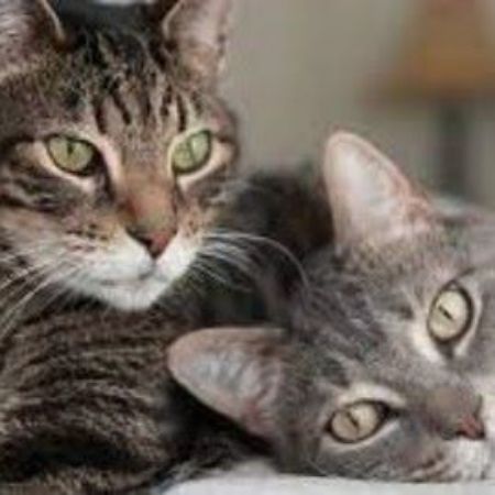 Picture for category Cats