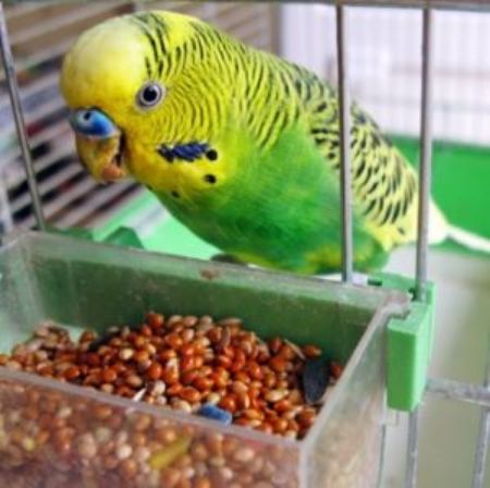 Picture for category Birds