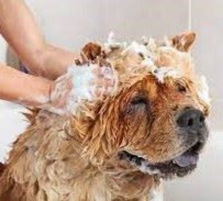 Picture for category Dog Wellness